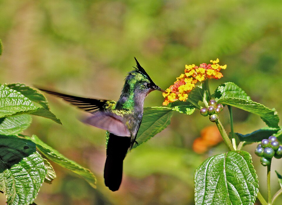 Colibri huppé