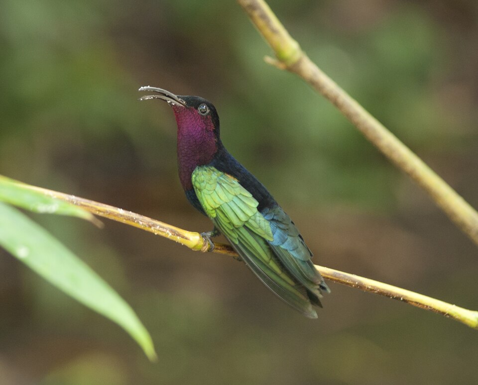 Colibri madère — Eulampis jugularis