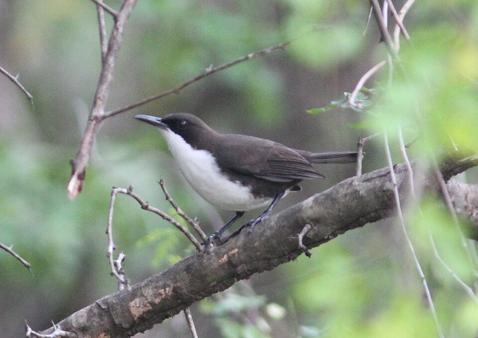 Moqueur gorge blanche — Ramphocinclus brachyurus