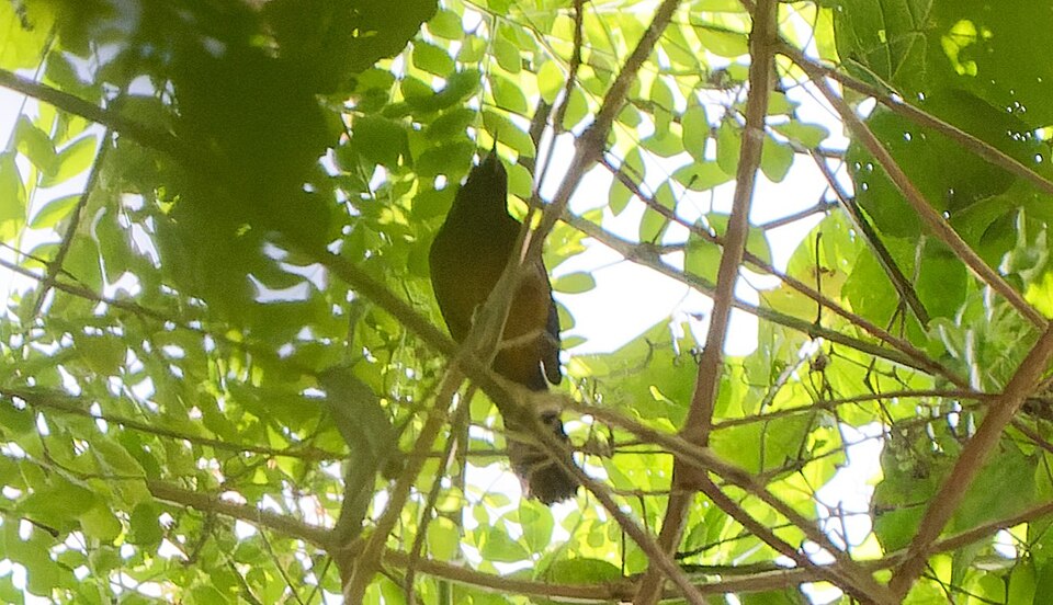 Oriole de Martinique — Icterus bonana