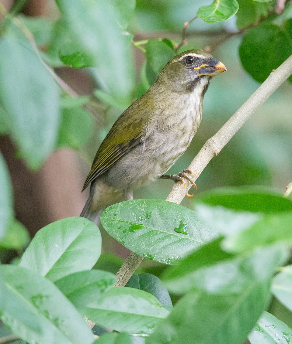 Saltator gros-bec — Saltator albicollis