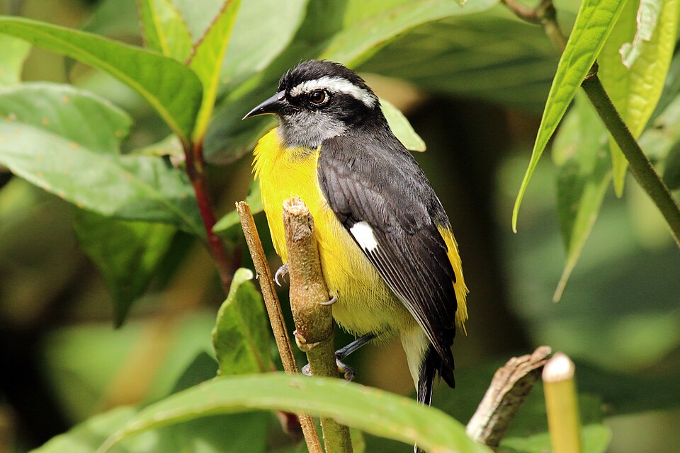 Sucrier à ventre jaune